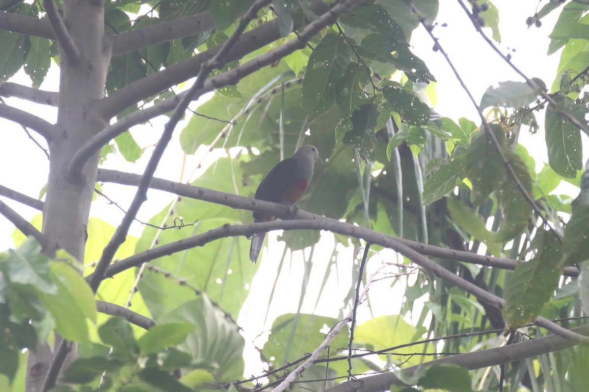 Scarlet-breasted Fruit-Dove - ML628365252