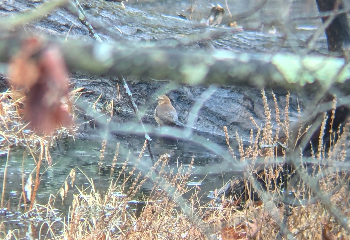 Rusty Blackbird - ML628365273