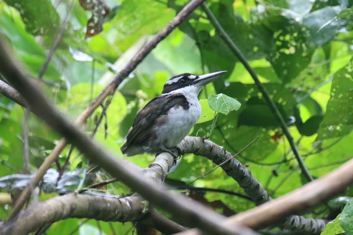 Sombre Kingfisher - ML628365288