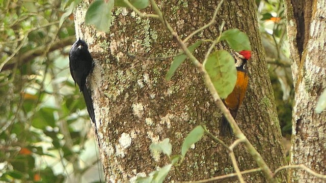 Black-rumped Flameback - ML628365334