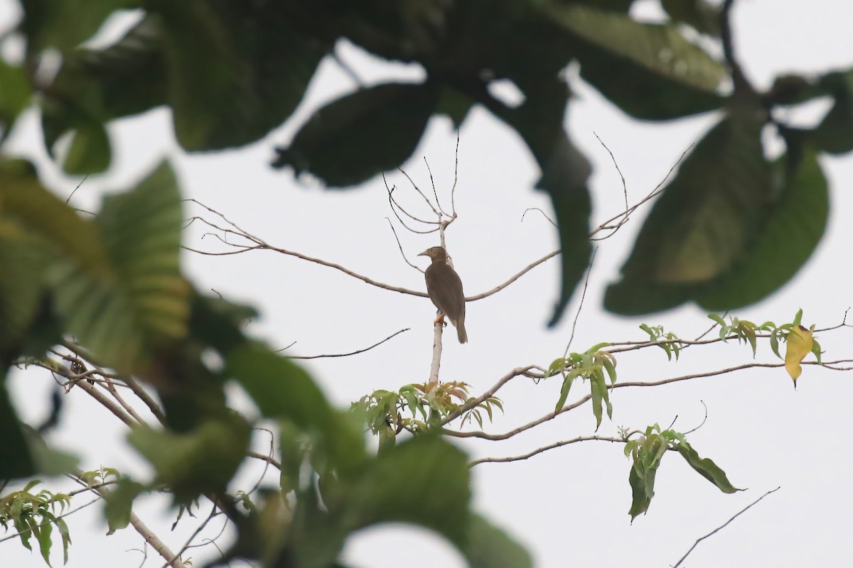 Standardwing Bird-of-Paradise - ML628365346