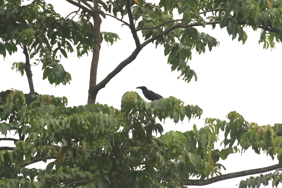 Long-billed Crow - ML628365352