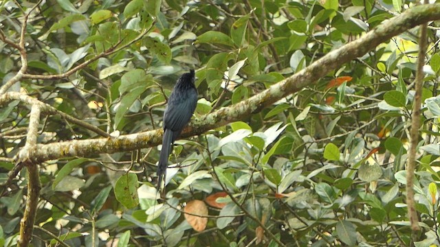 カザリオウチュウ - ML628365353