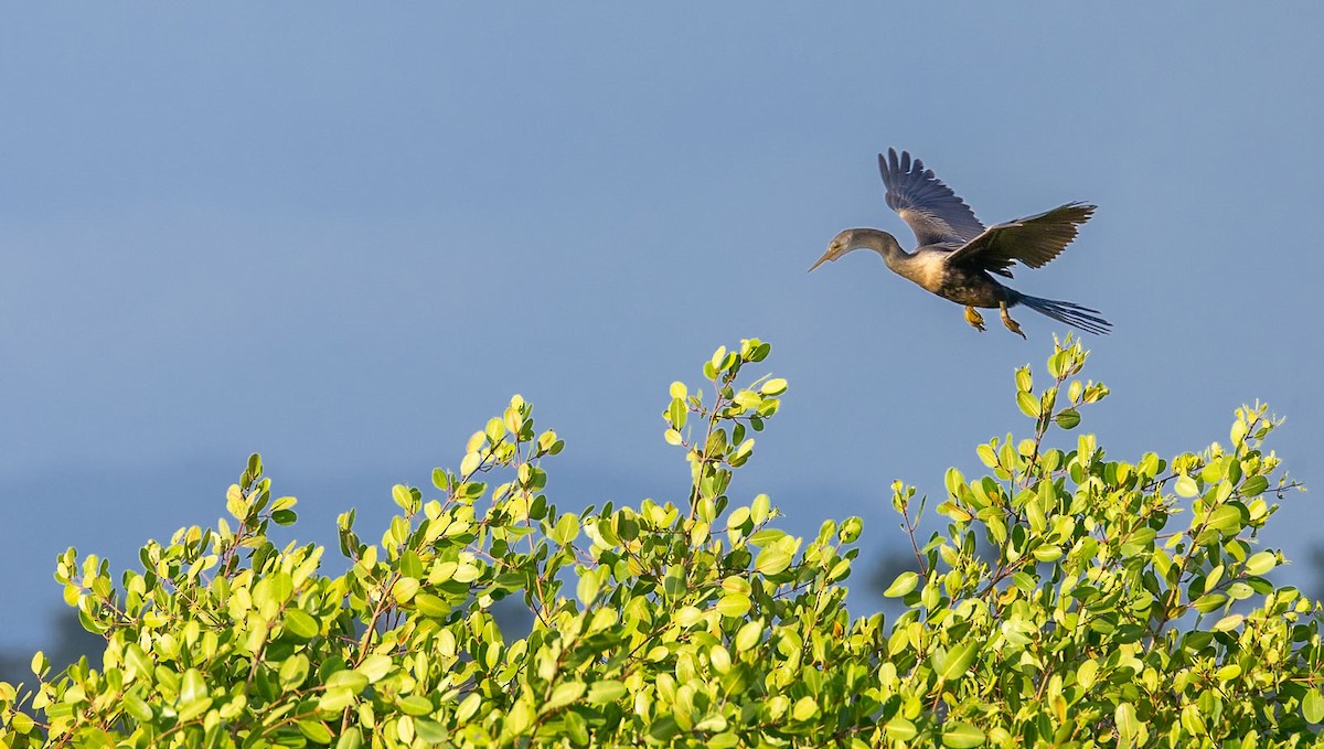Anhinga - ML628365439