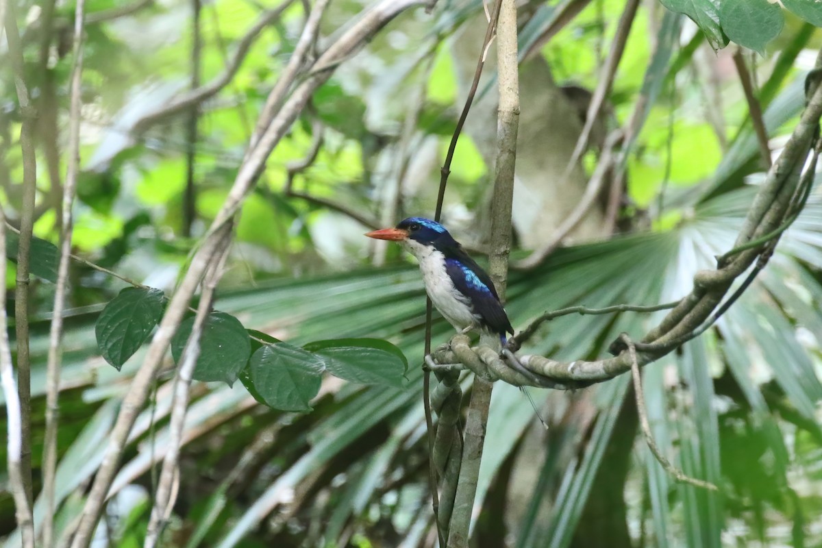 Common Paradise-Kingfisher - ML628365444