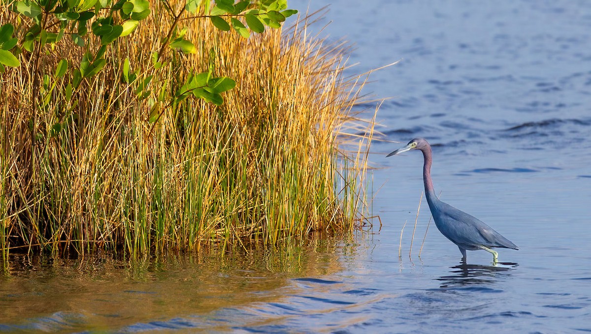 Little Blue Heron - ML628365447