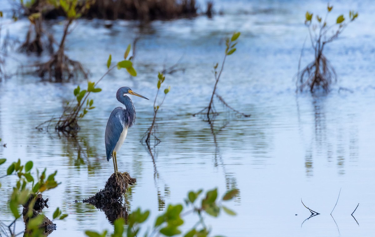 Tricolored Heron - ML628365452