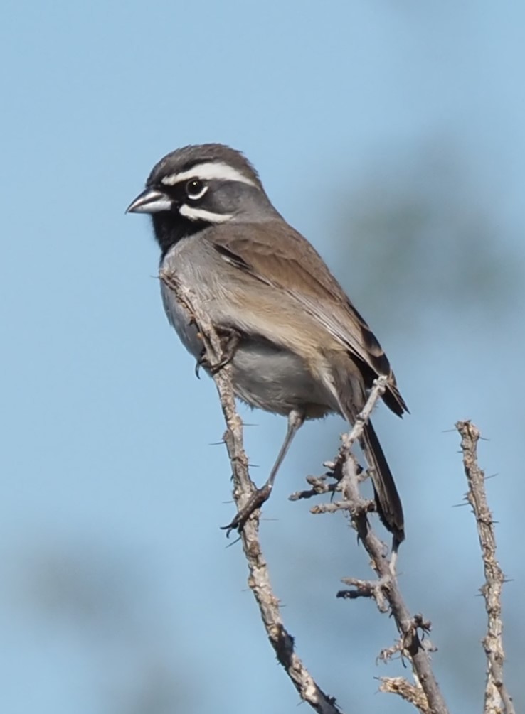 Black-throated Sparrow - ML628365489