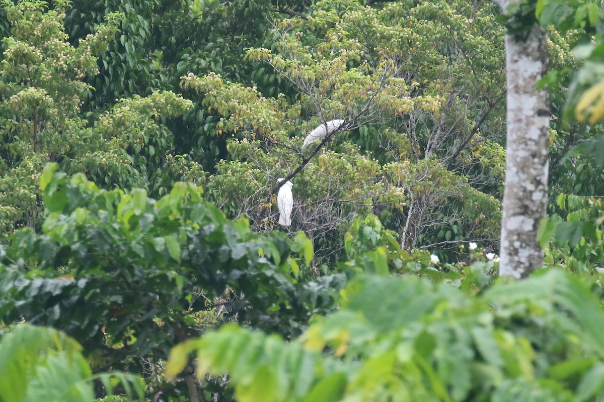 White Cockatoo - ML628365504