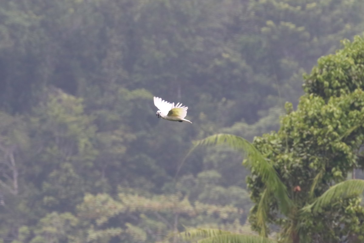 White Cockatoo - ML628365508