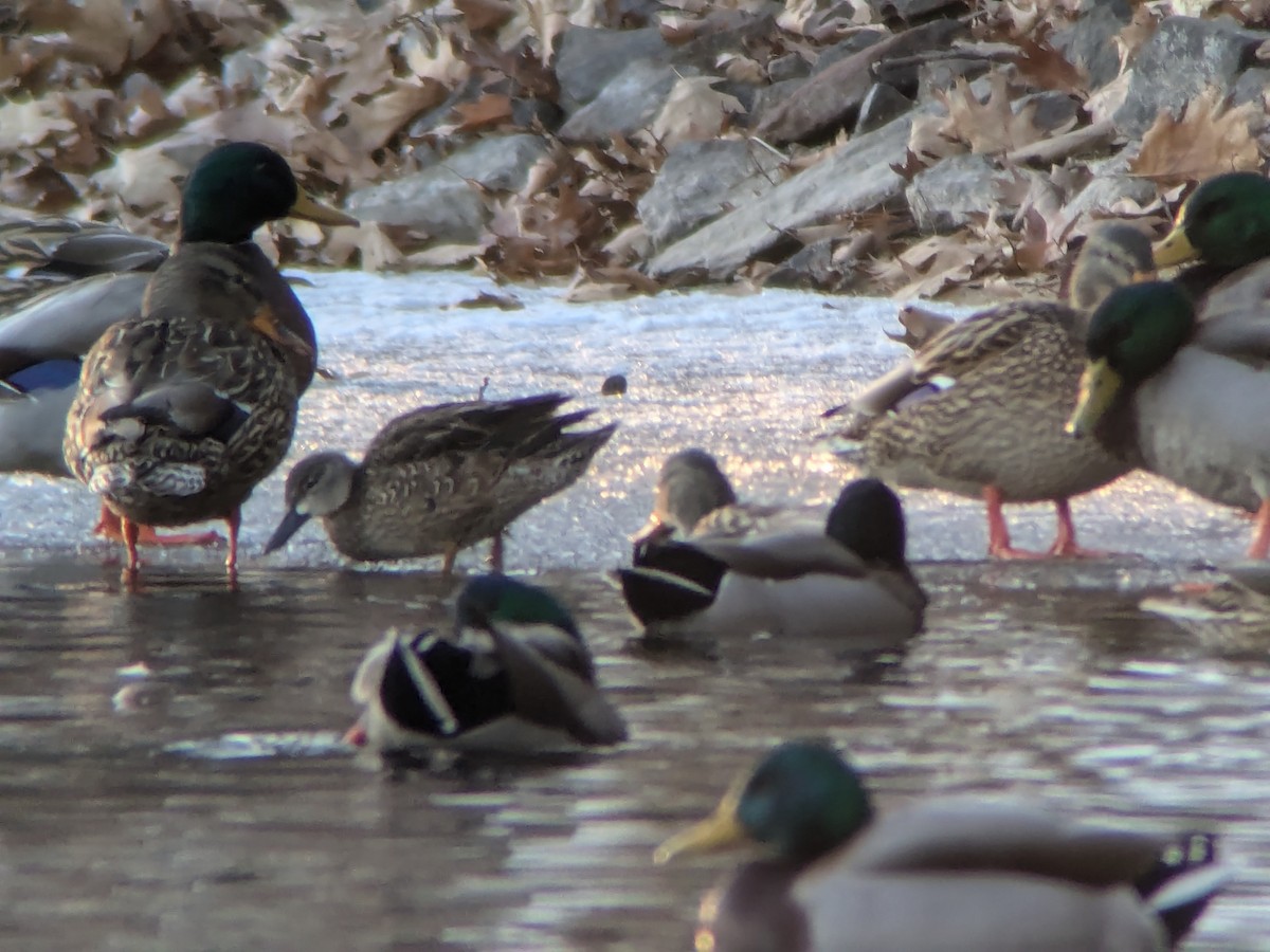 Blue-winged Teal - ML628365509