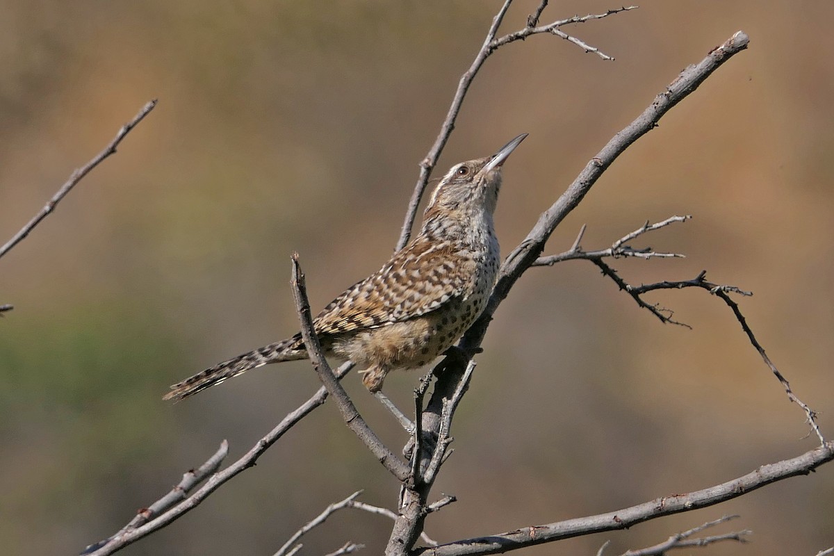 Cactus Wren - ML62836551