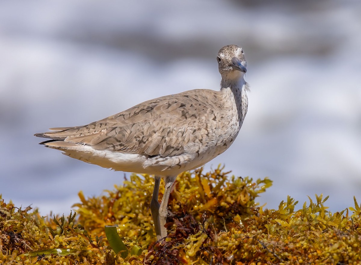 Willet - ML628365523