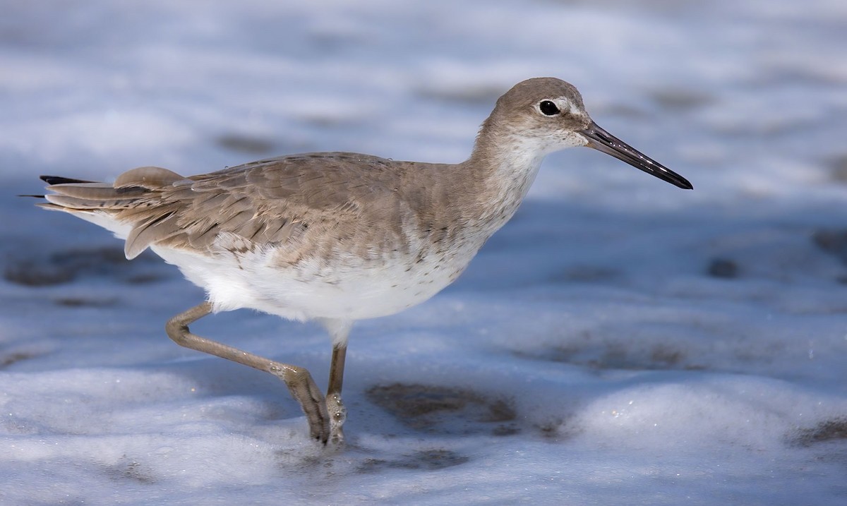 Willet - ML628365524