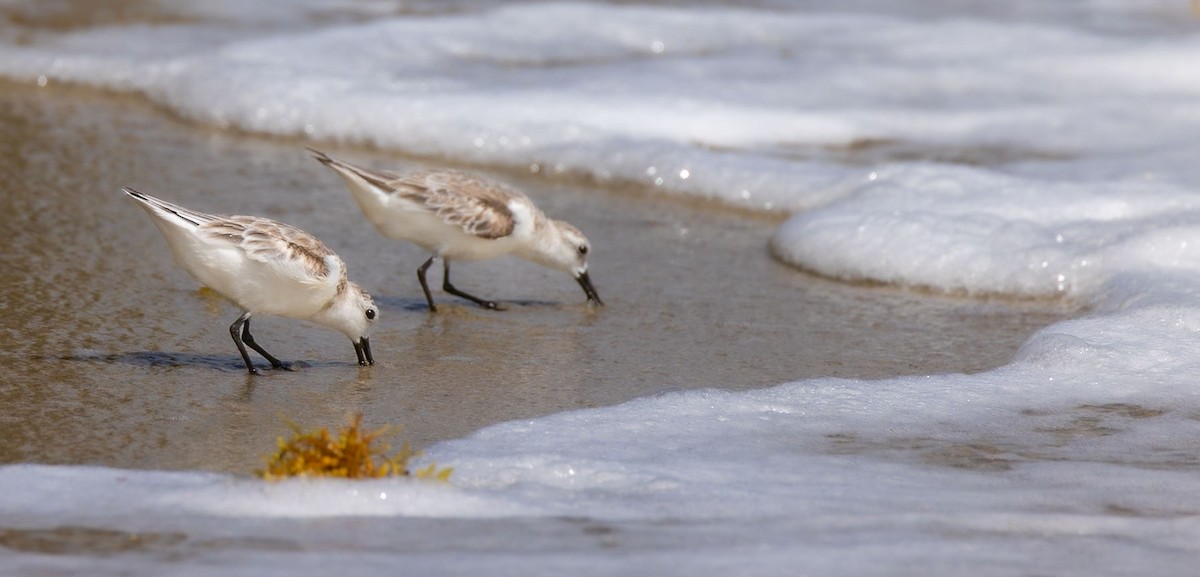 Sanderling - ML628365531