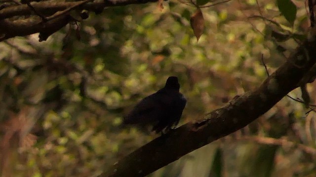 Malabar Whistling-Thrush - ML628365588