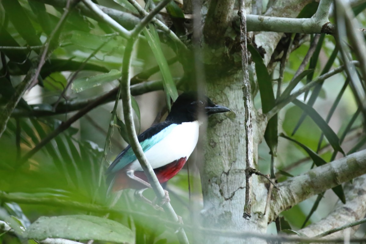 Ivory-breasted Pitta (Ivory-breasted) - ML628365596