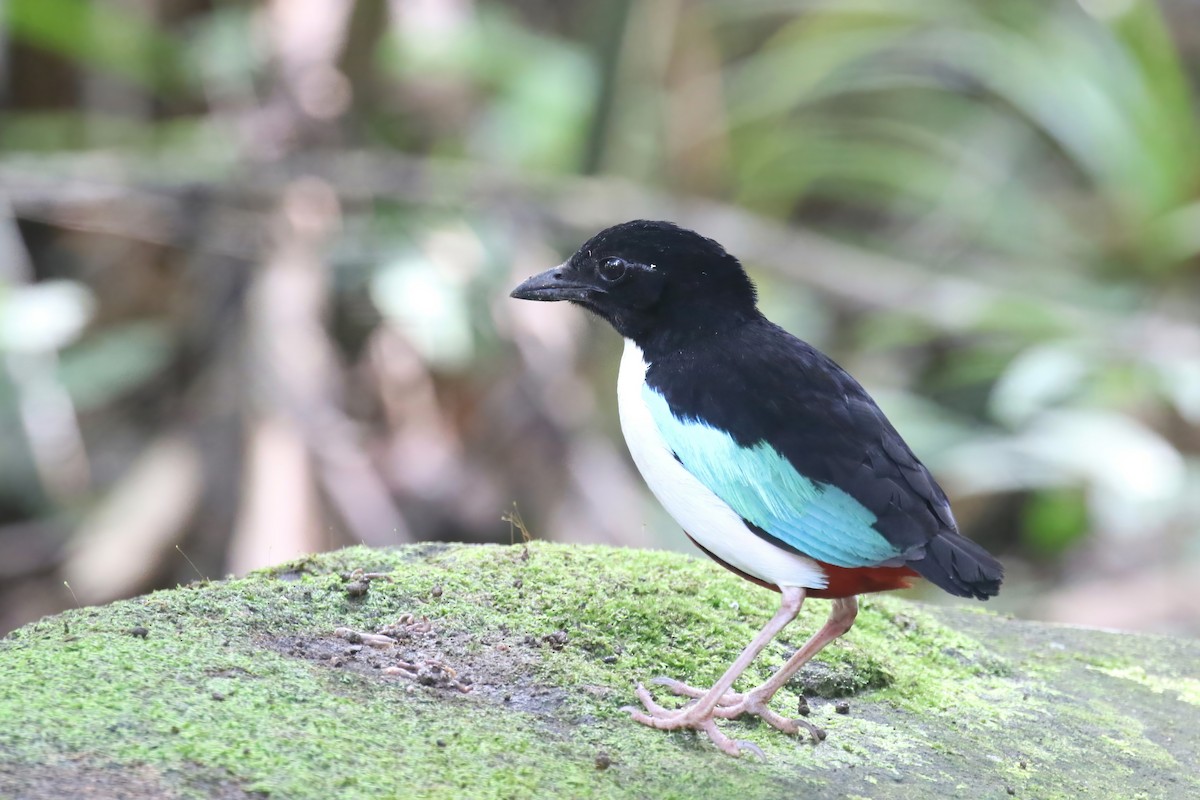 Ivory-breasted Pitta (Ivory-breasted) - ML628365604