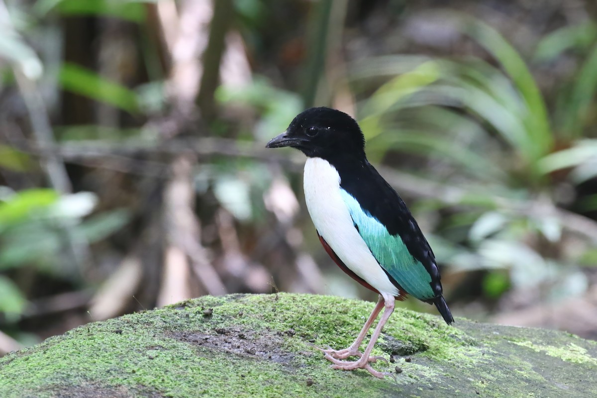 Ivory-breasted Pitta (Ivory-breasted) - ML628365607