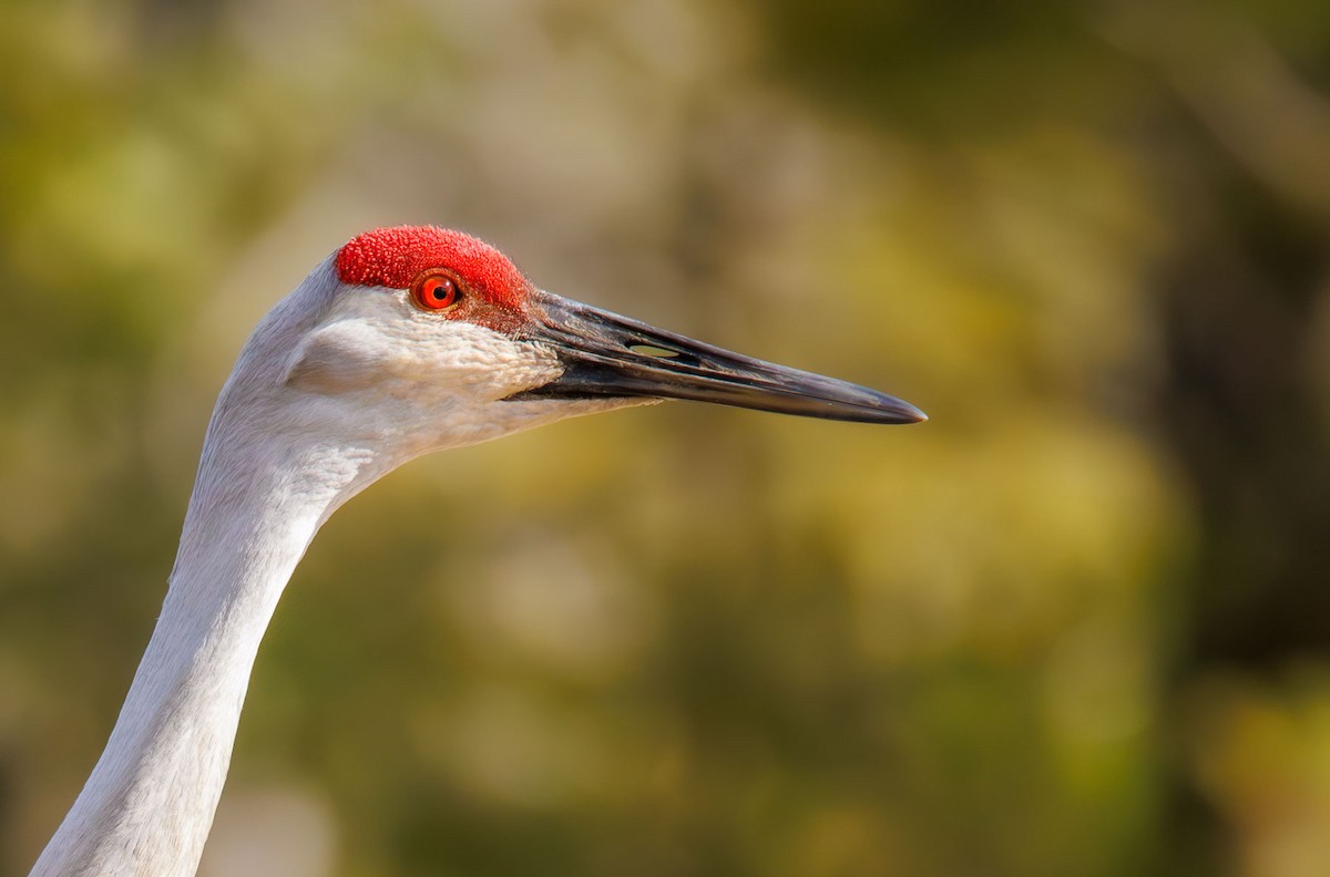 Sandhill Crane - ML628365616