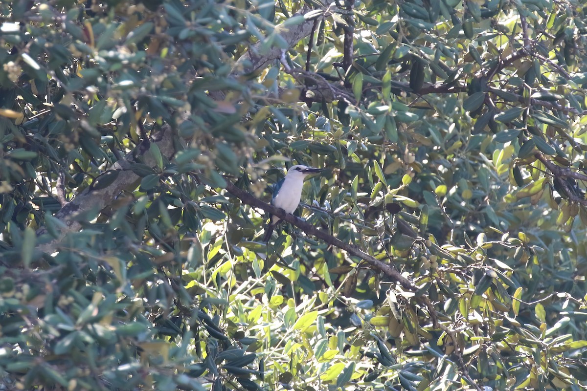 Beach Kingfisher (Beach) - ML628365626