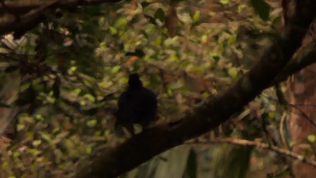 Malabar Whistling-Thrush - ML628365627