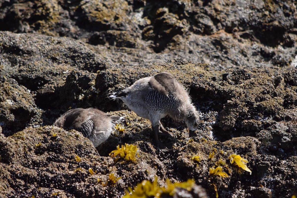 Kelp Goose - ML628365659