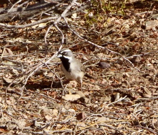 Black-throated Sparrow - ML628365692