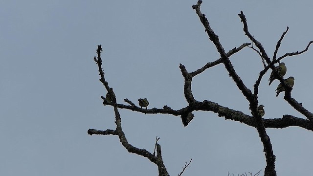 Gray-fronted Green-Pigeon - ML628365704