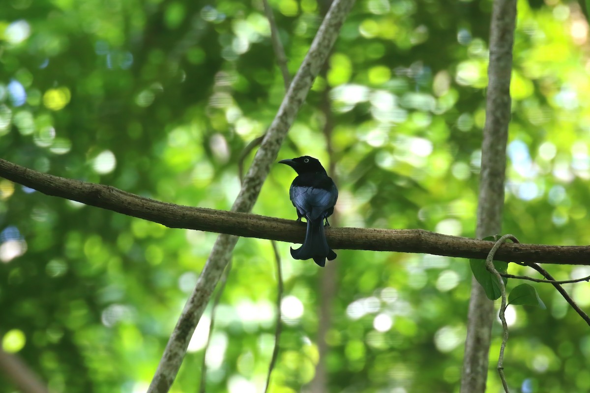 Hair-crested Drongo (White-eyed) - ML628365780