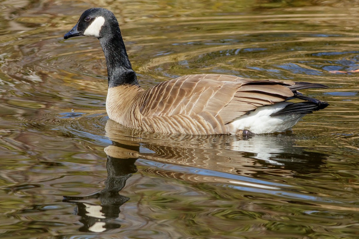 Canada Goose - ML628365806