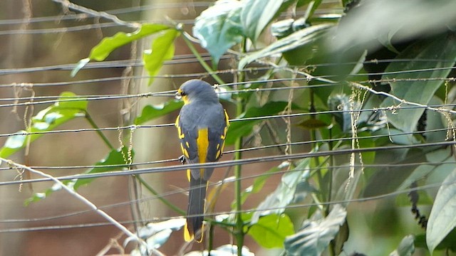Orange Minivet - ML628365810