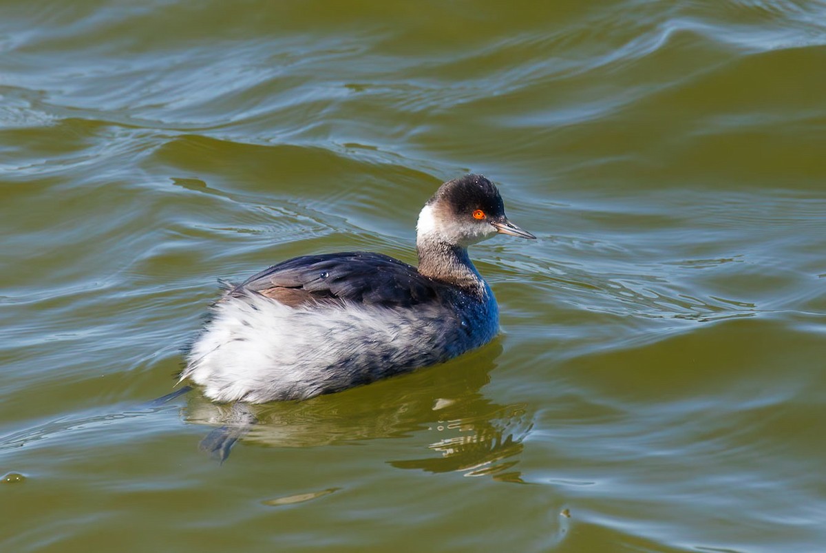 Eared Grebe - ML628365873