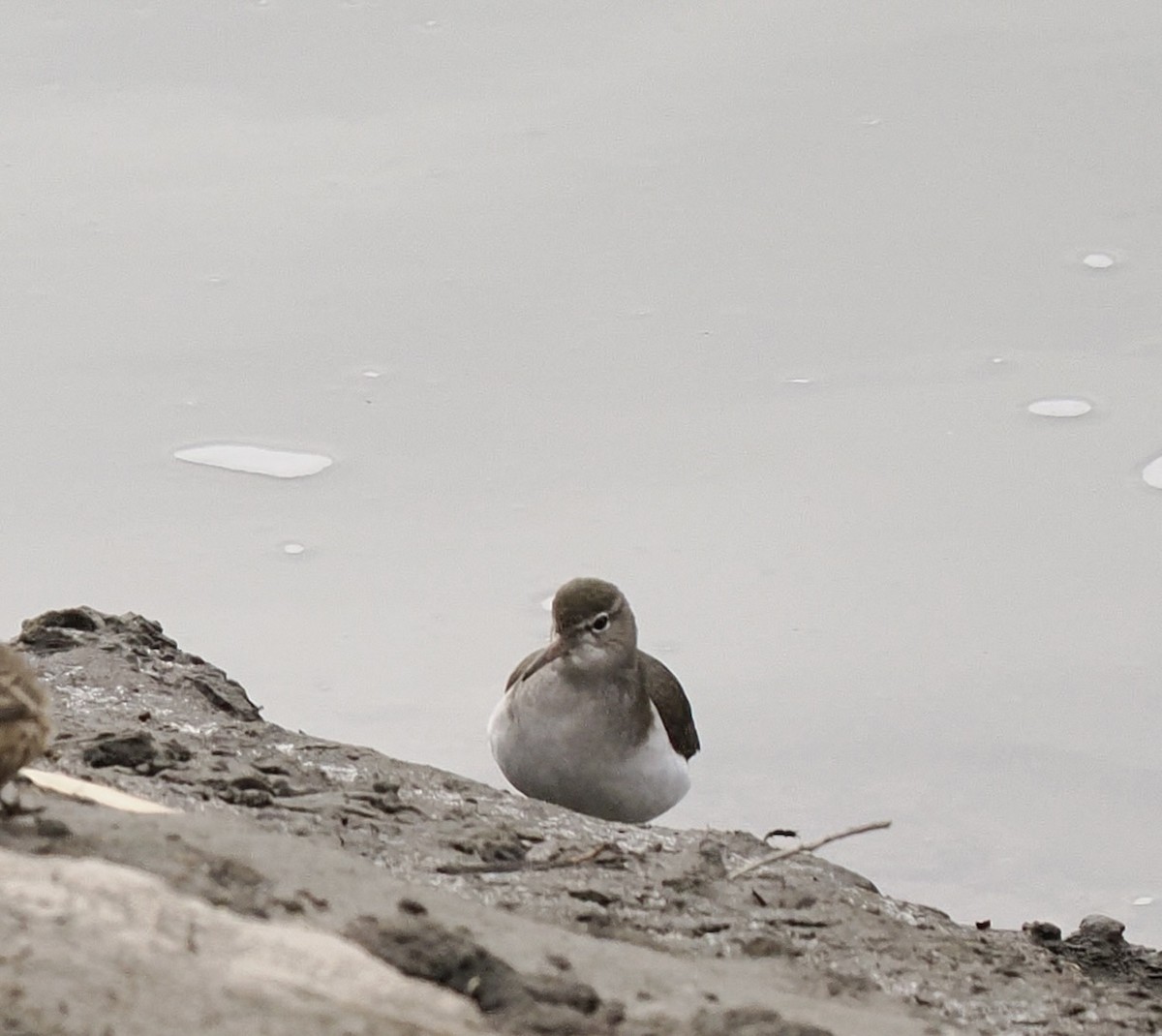 Spotted Sandpiper - ML628365921
