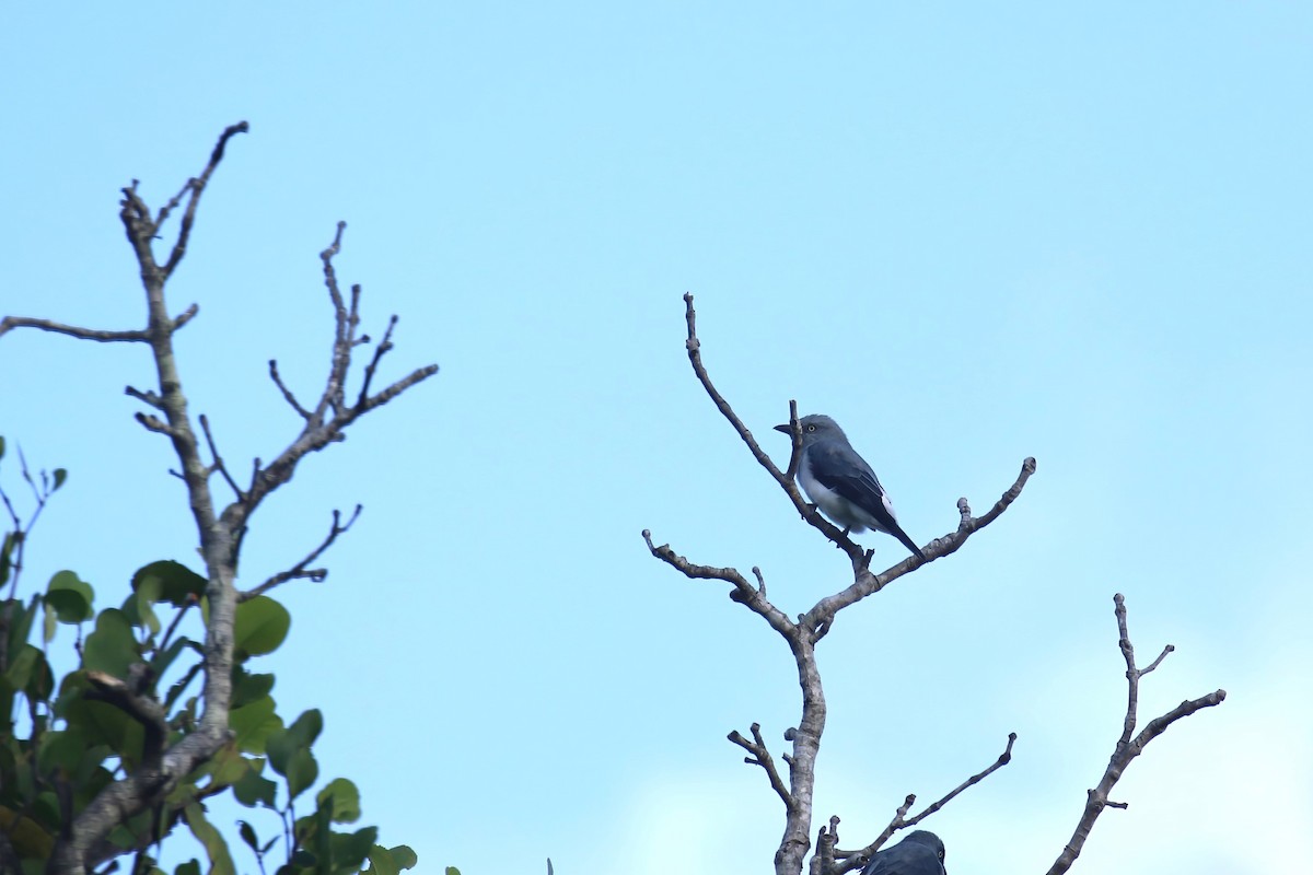 White-rumped Cuckooshrike - ML628366012