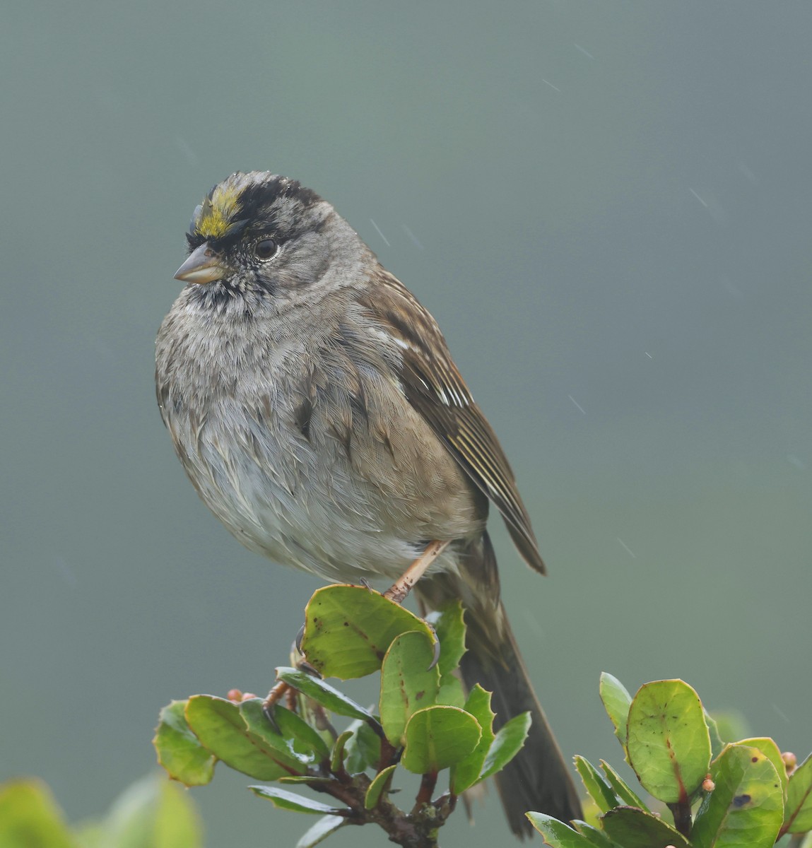 Bruant à couronne dorée - ML628366020