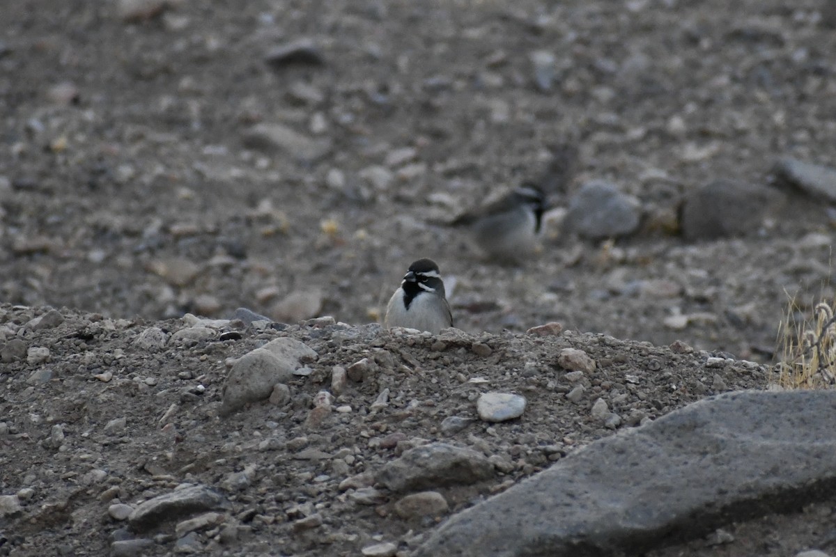 Black-throated Sparrow - ML628366033