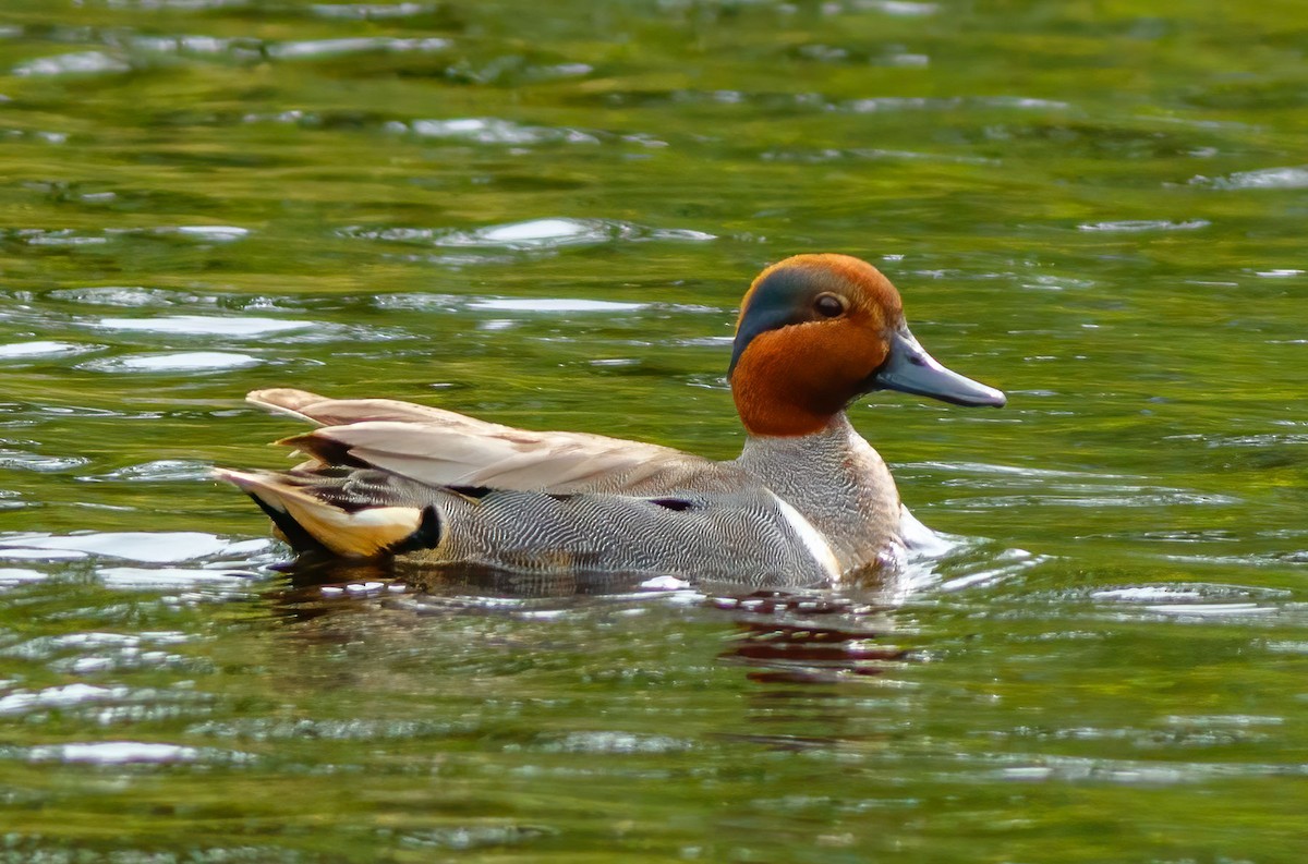 Green-winged Teal - ML628366043