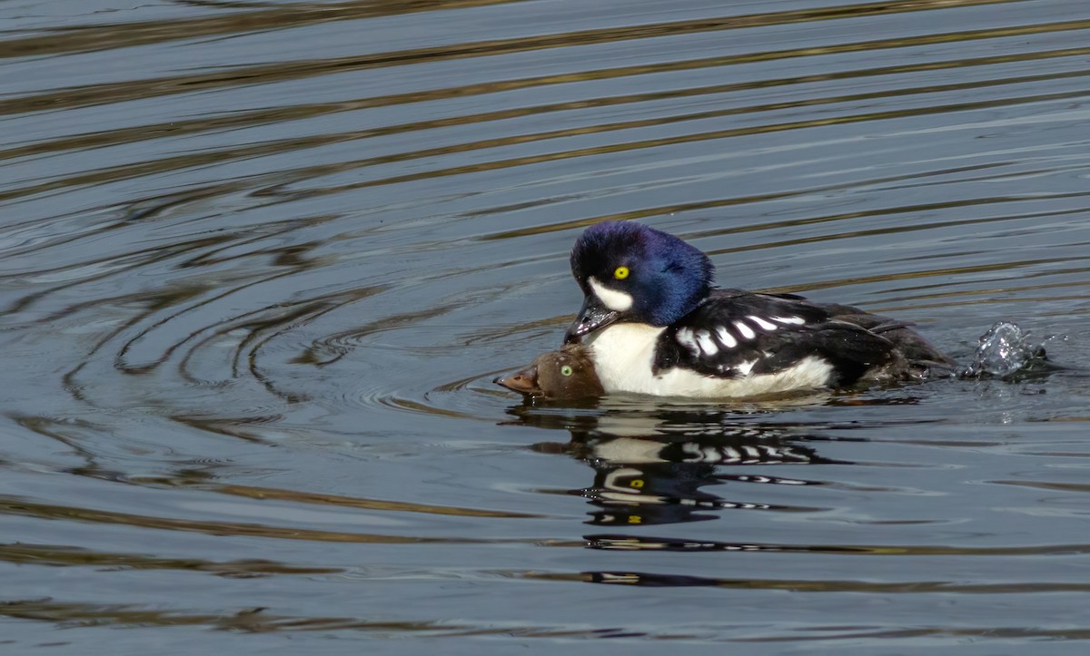 Barrow's Goldeneye - ML628366054