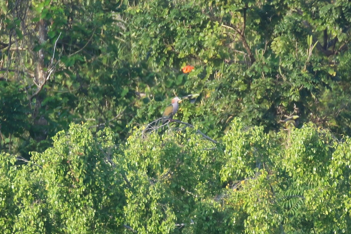 Green Imperial-Pigeon (Rufous-naped) - ML628366153