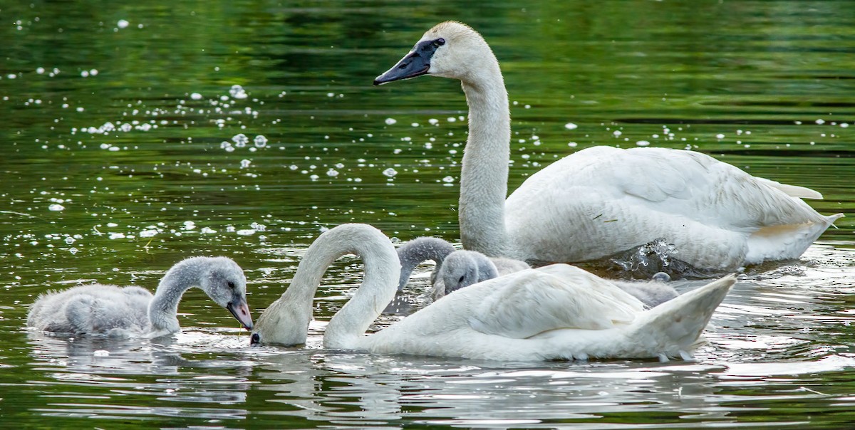 Trumpeter Swan - ML628366218