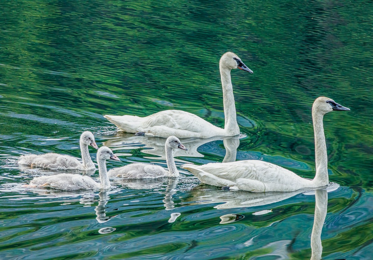 Trumpeter Swan - ML628366219