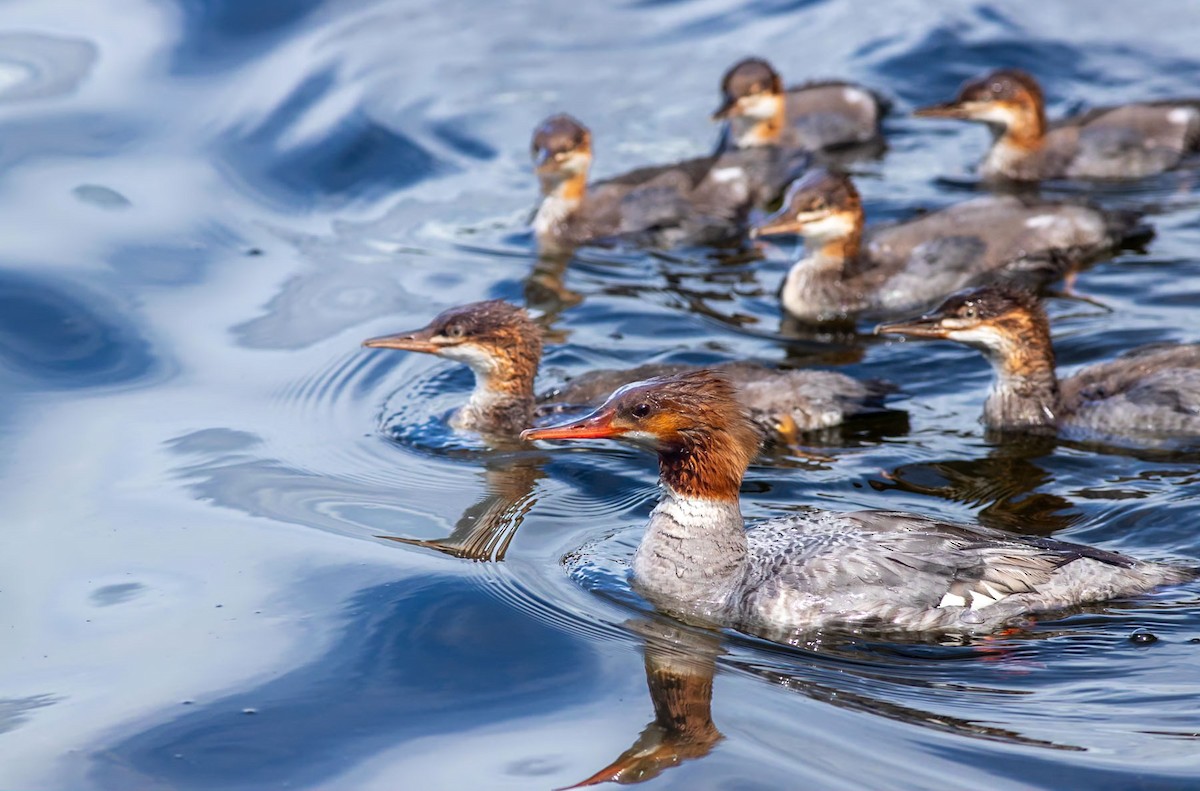 Common Merganser - ML628366223