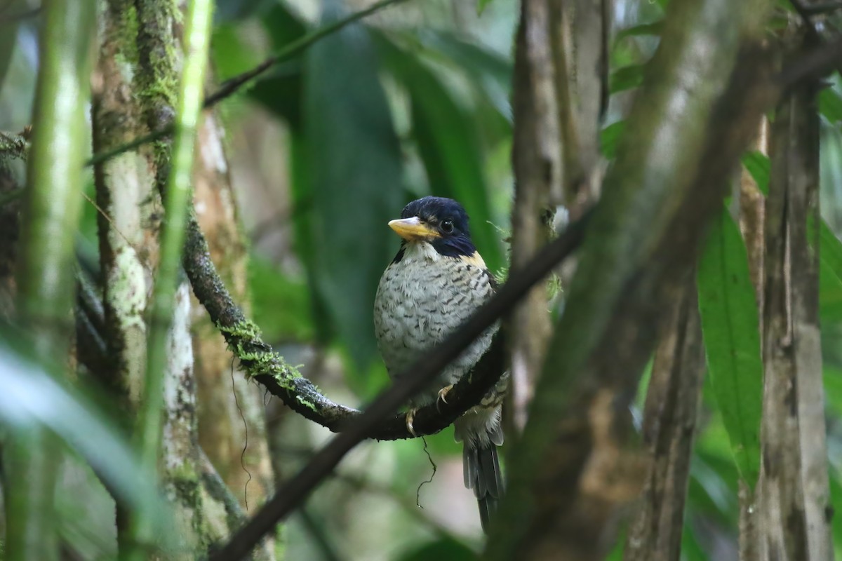 Scaly-breasted Kingfisher (Scaly-breasted) - ML628366262