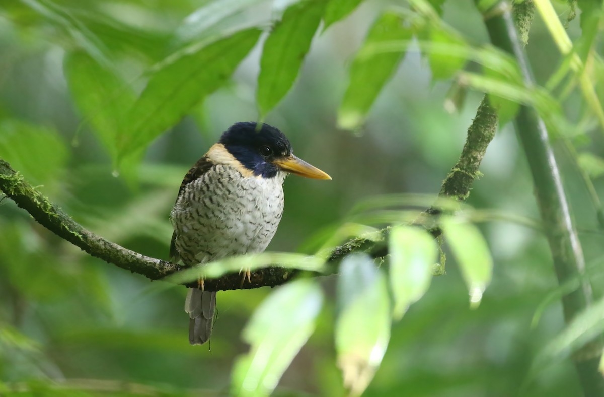 Scaly-breasted Kingfisher (Scaly-breasted) - ML628366267