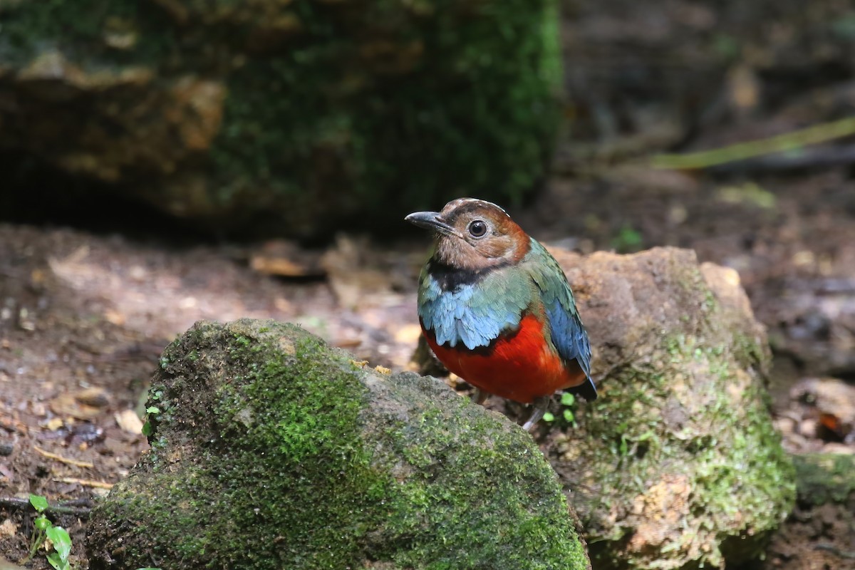 Sulawesi Pitta (Sulawesi) - ML628366300