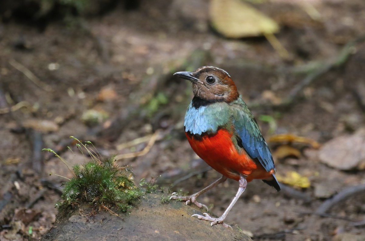 Sulawesi Pitta (Sulawesi) - ML628366306