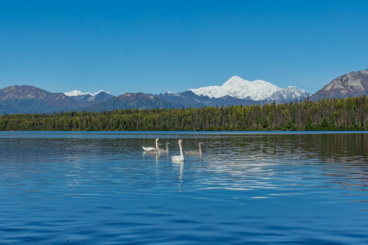 Trumpeter Swan - ML628366307