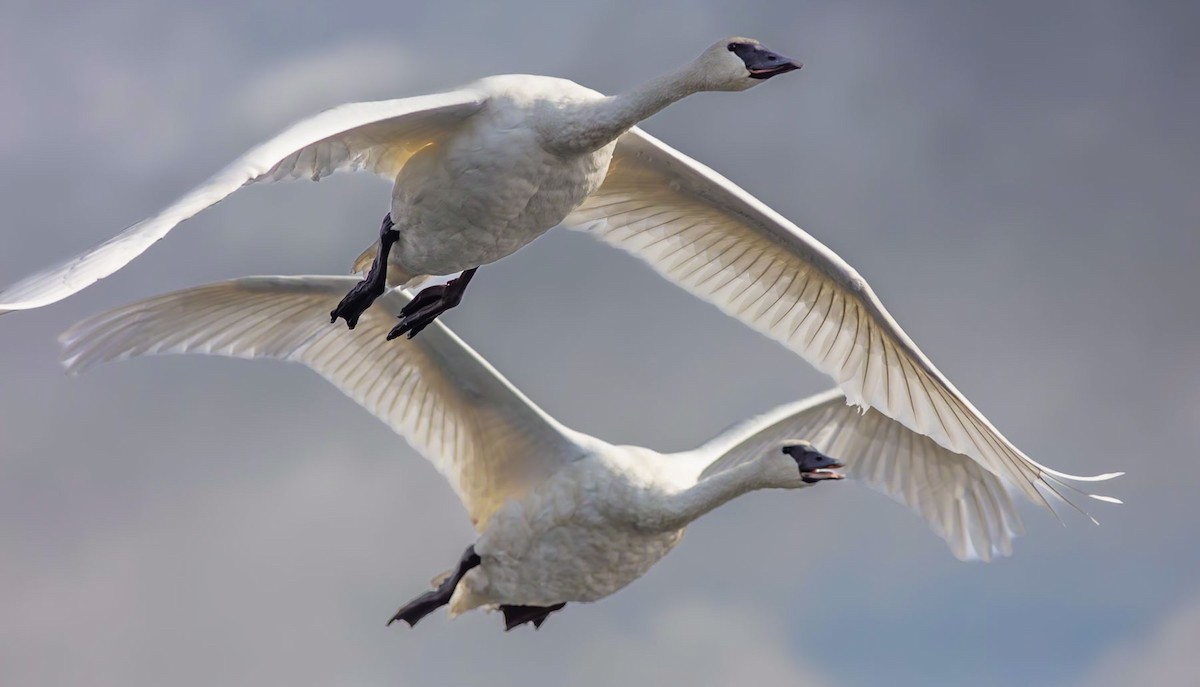 Trumpeter Swan - ML628366308