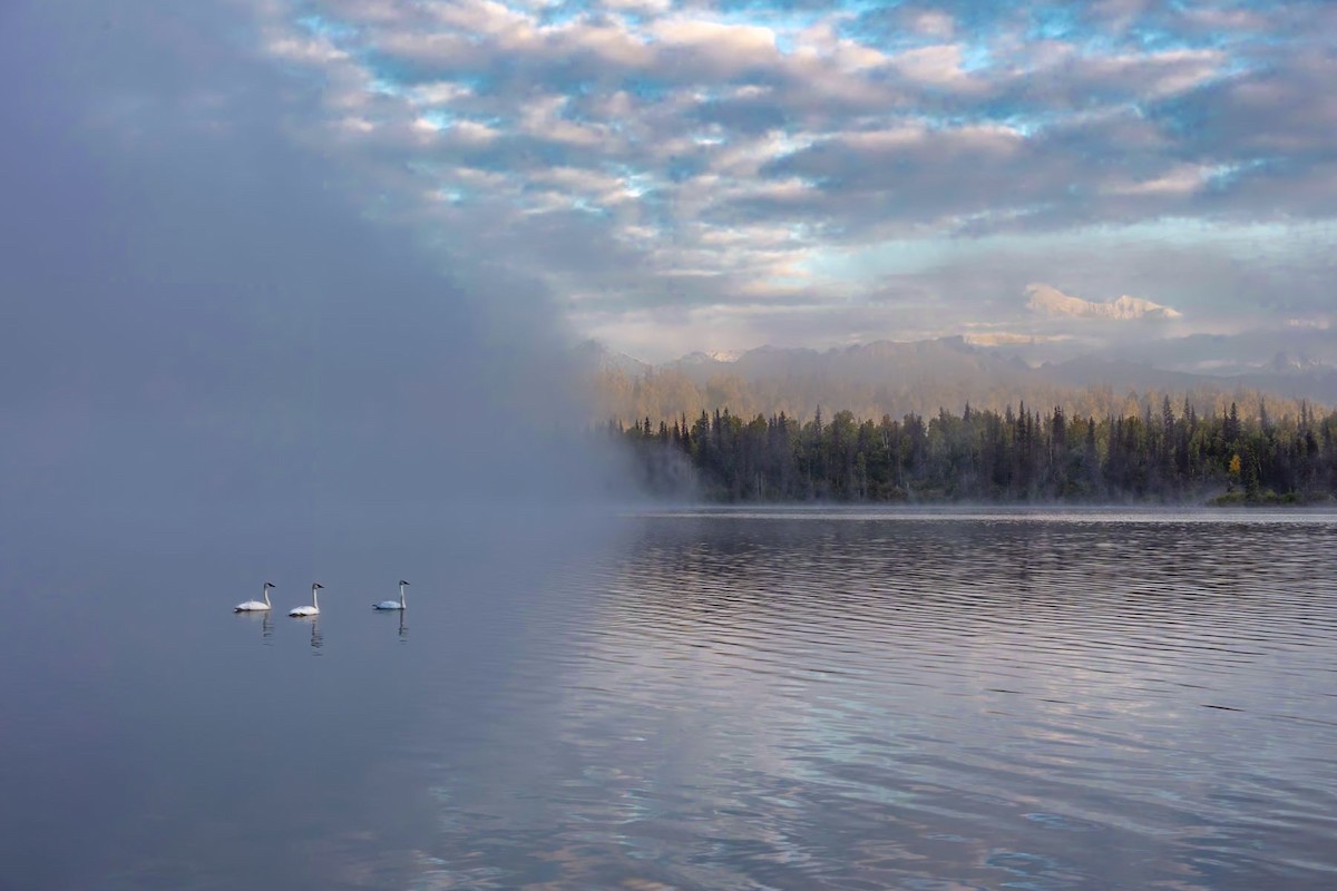 Trumpeter Swan - ML628366309